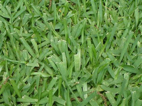 grass in the philippines|The right grass for a lawn in a tropical garden .